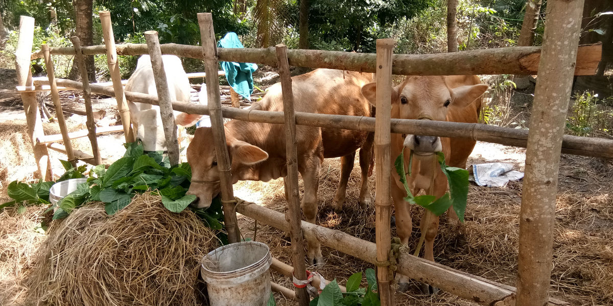 What is a Climate Smart Livelihood model ?