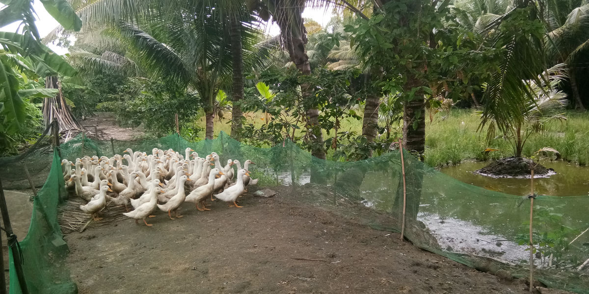 What is a Climate Smart Livelihood model ?