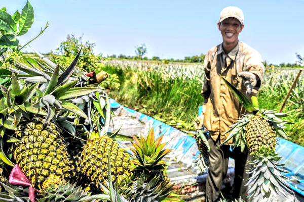 Value chain analysis for Pineapple in Hau Giang (consultant). Deadline Oct 18th.